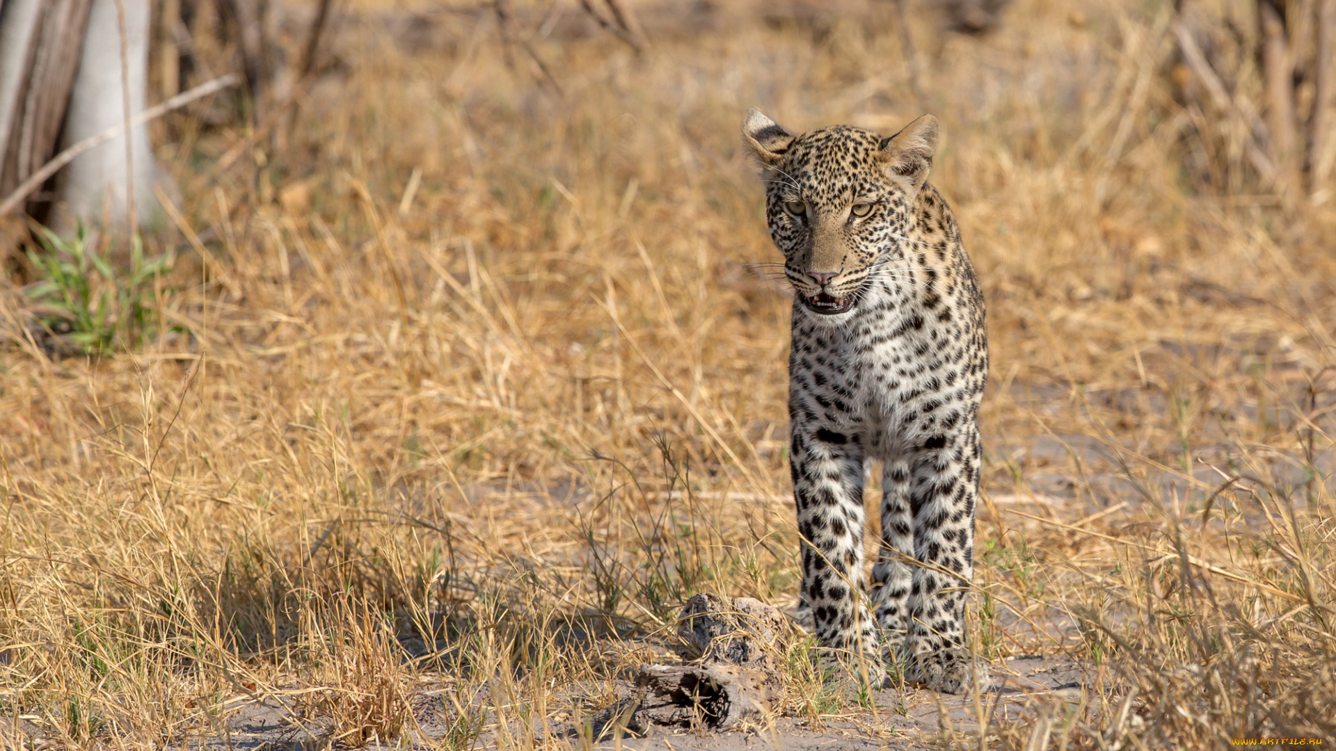 leopard, животные, леопарды, хищник