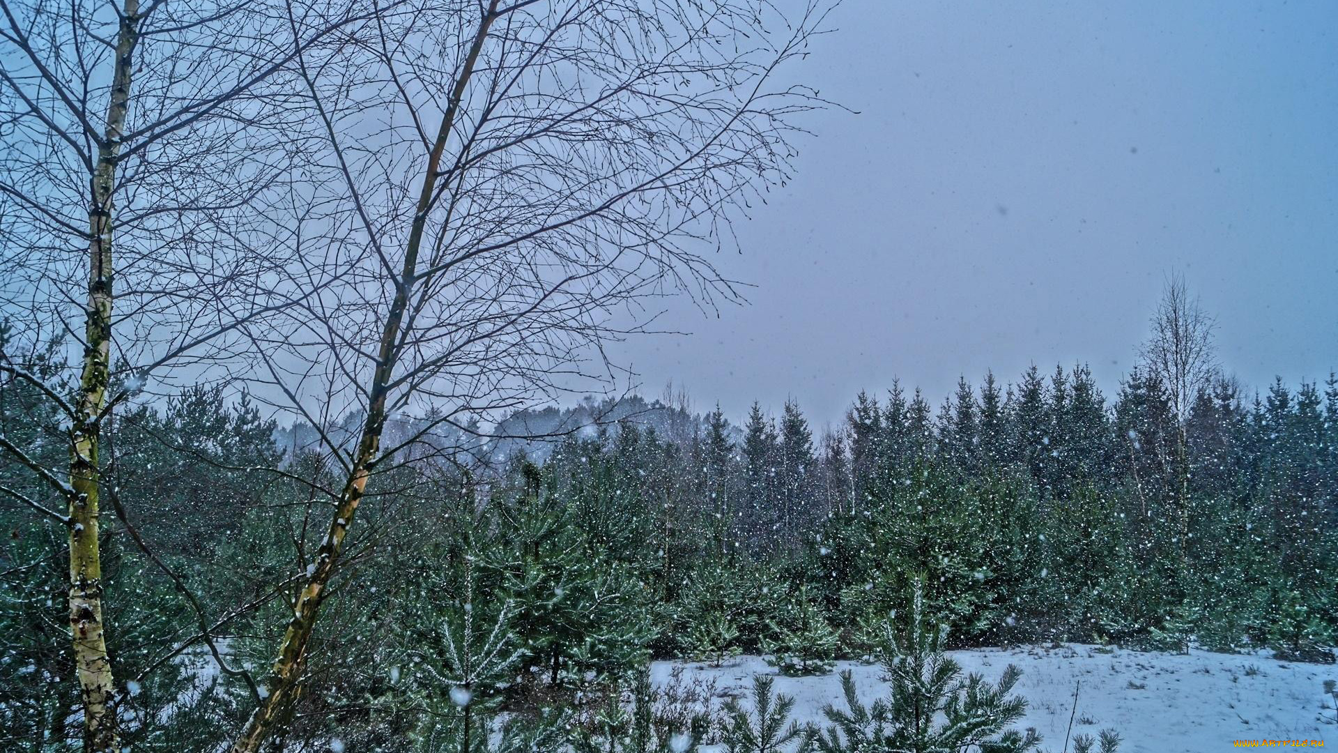 природа, зима, снегопад, снег, деревья, елки