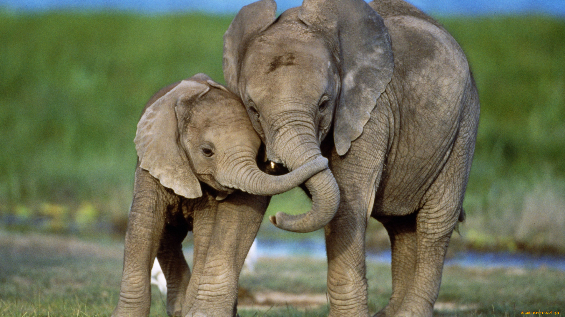 слоны, животные, слонёнок