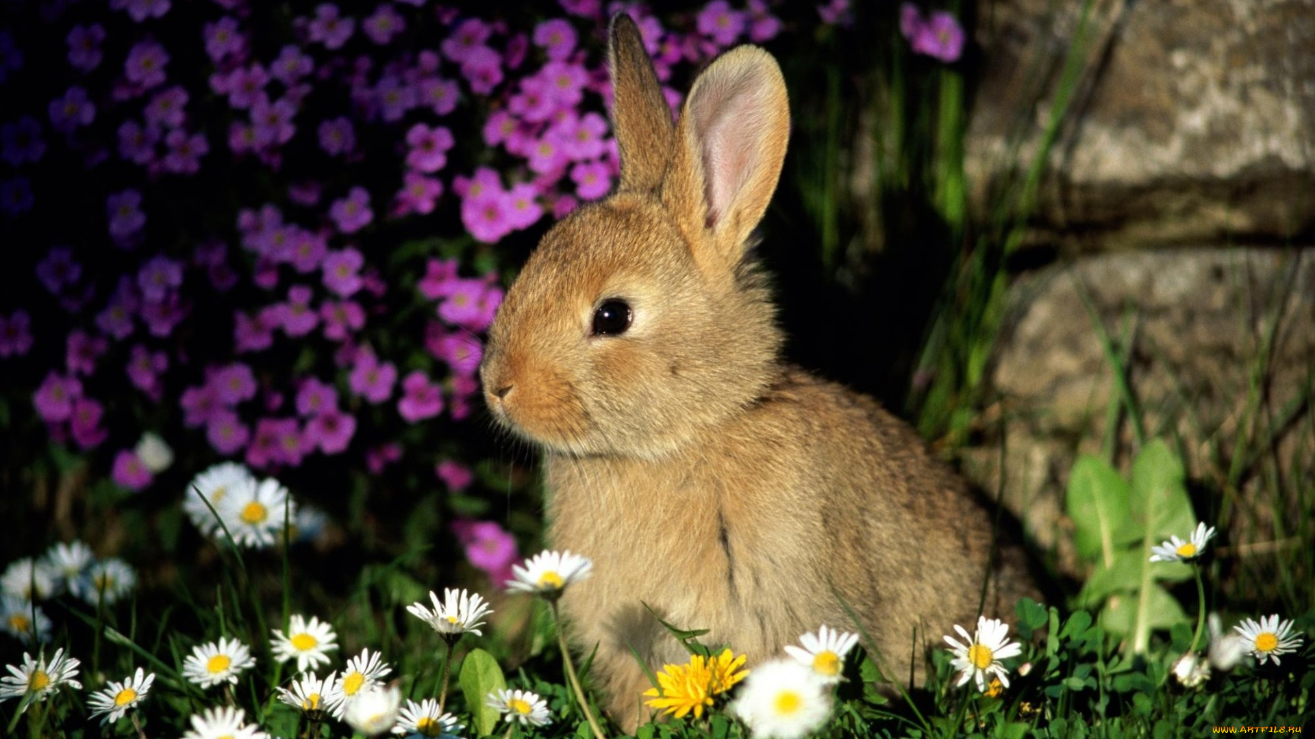 животные, кролики, , зайцы, камни, трава, кролик, цветы