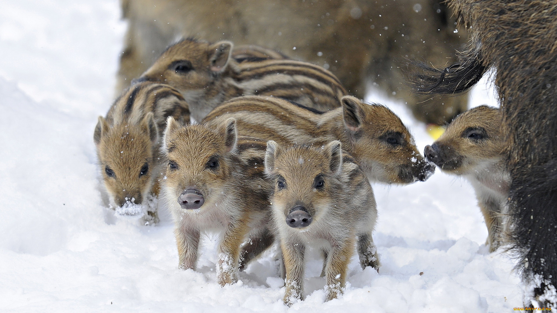 животные, свиньи, , кабаны, снег, кабан, полосатые, поросята, зима