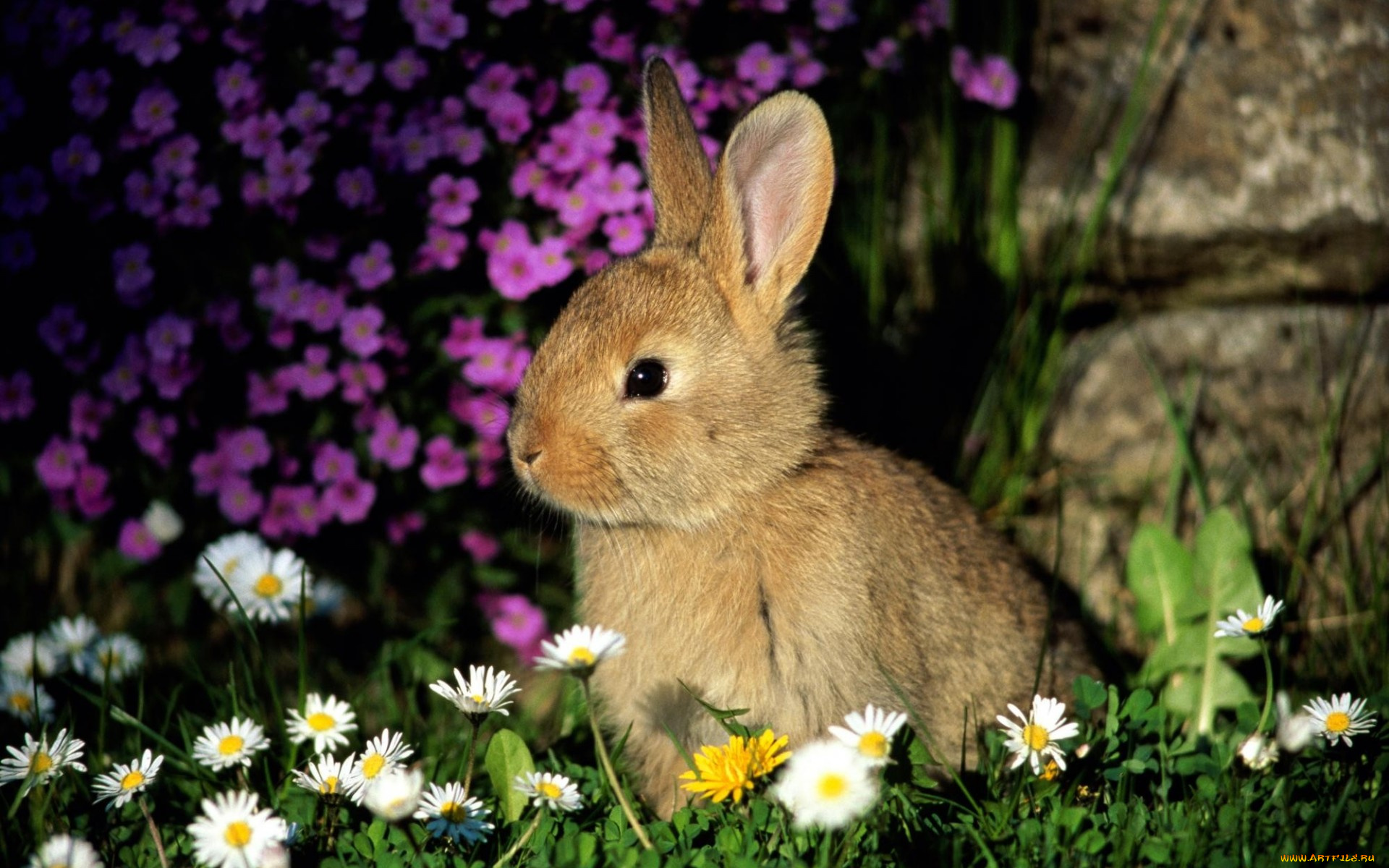 животные, кролики, , зайцы, камни, трава, кролик, цветы