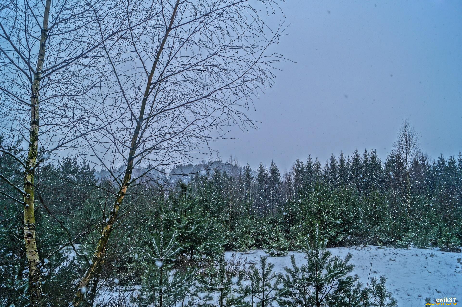 природа, зима, снегопад, снег, деревья, елки