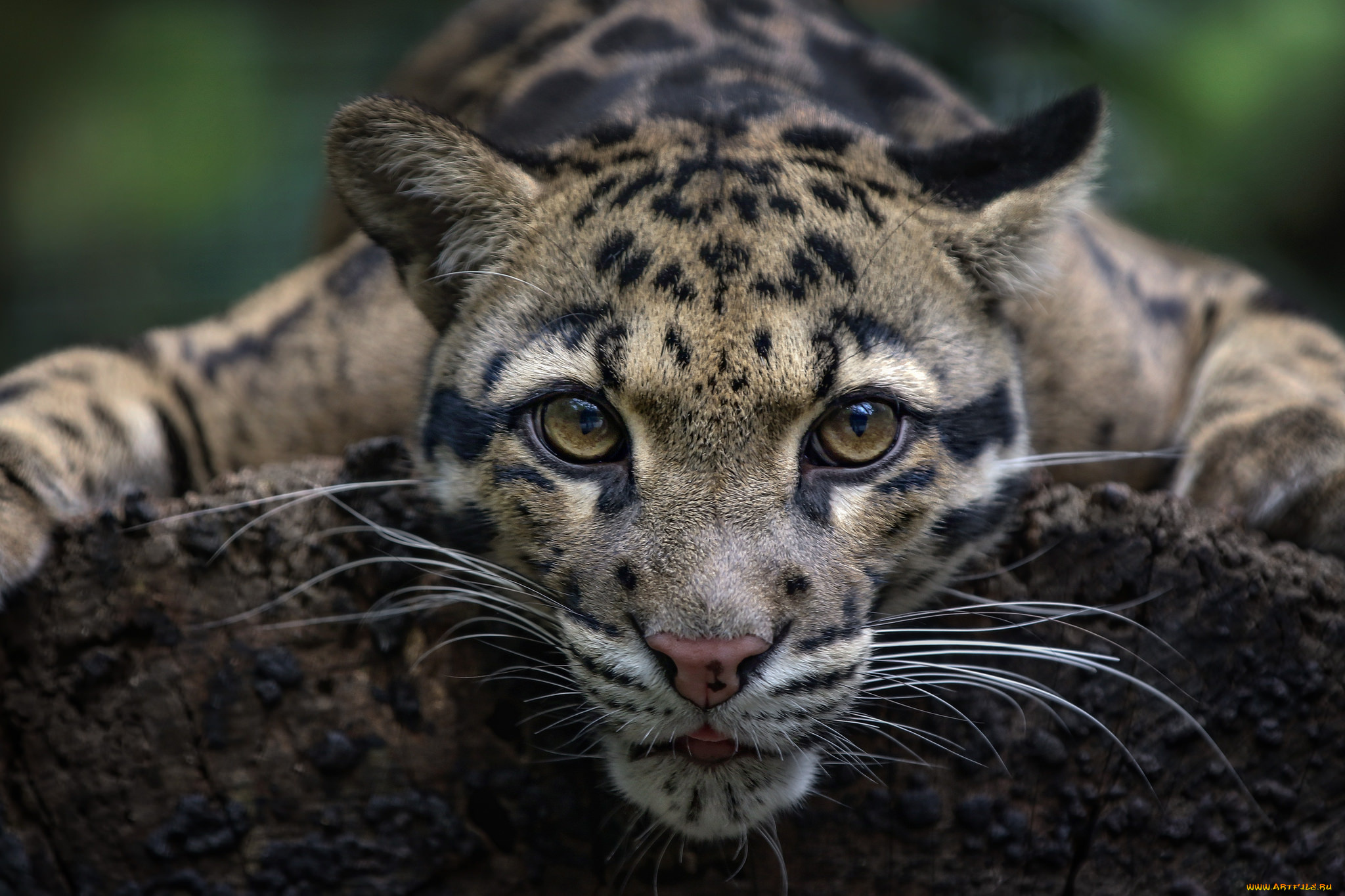 clouded, leopard, животные, дымчатые, леопарды, хищник