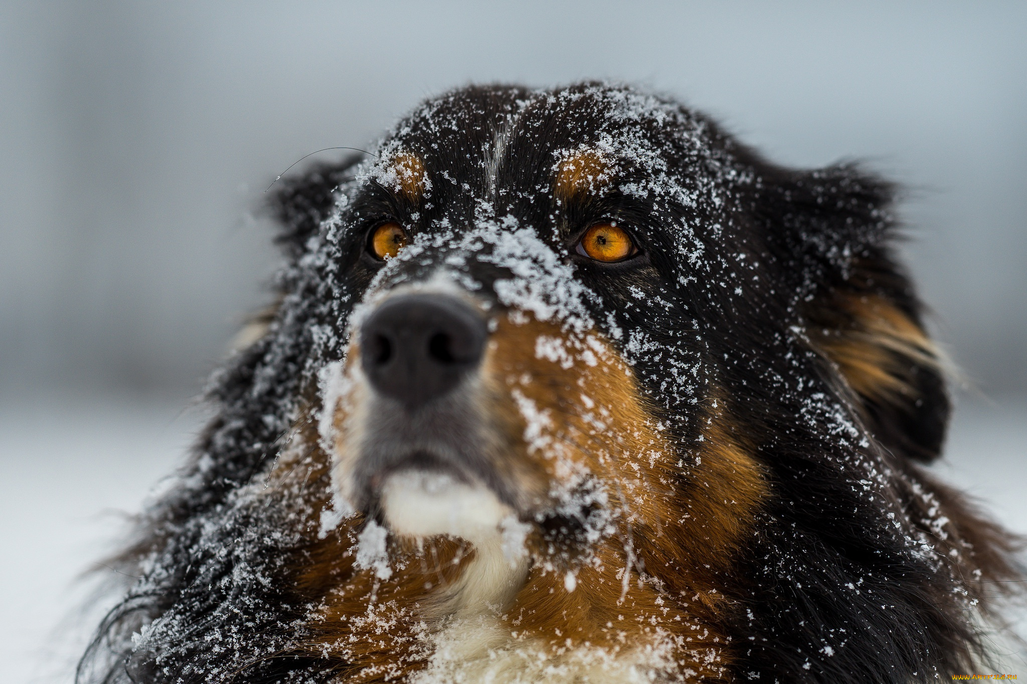 животные, собаки, шерсть, нос, фокус, снег, собака, глаза, зима