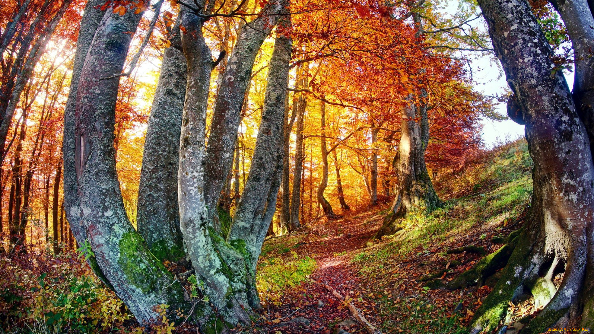 природа, лес, листопад, осень
