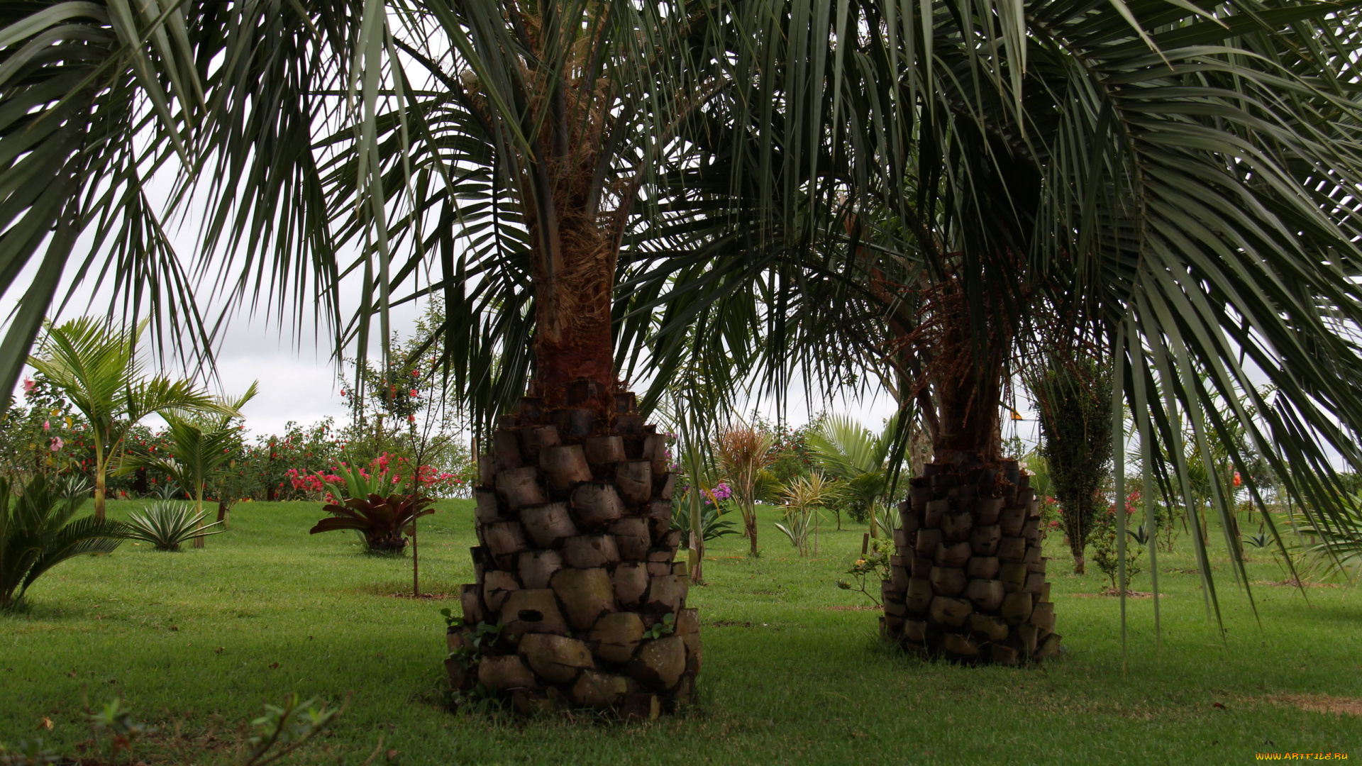 природа, парк, пальмы