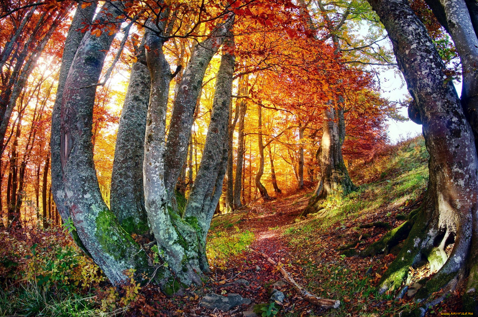 природа, лес, листопад, осень