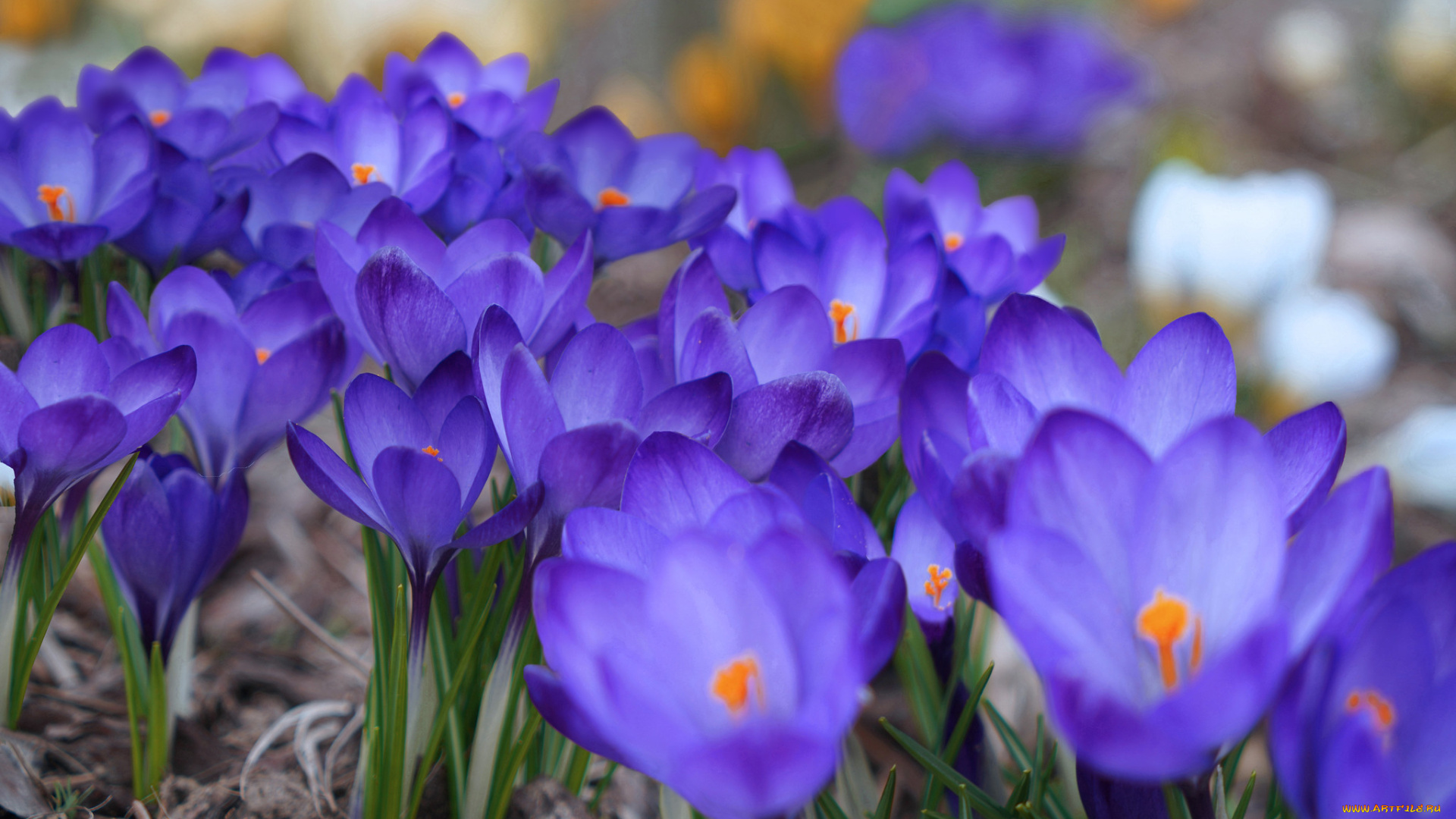 цветы, крокусы, синий, весна