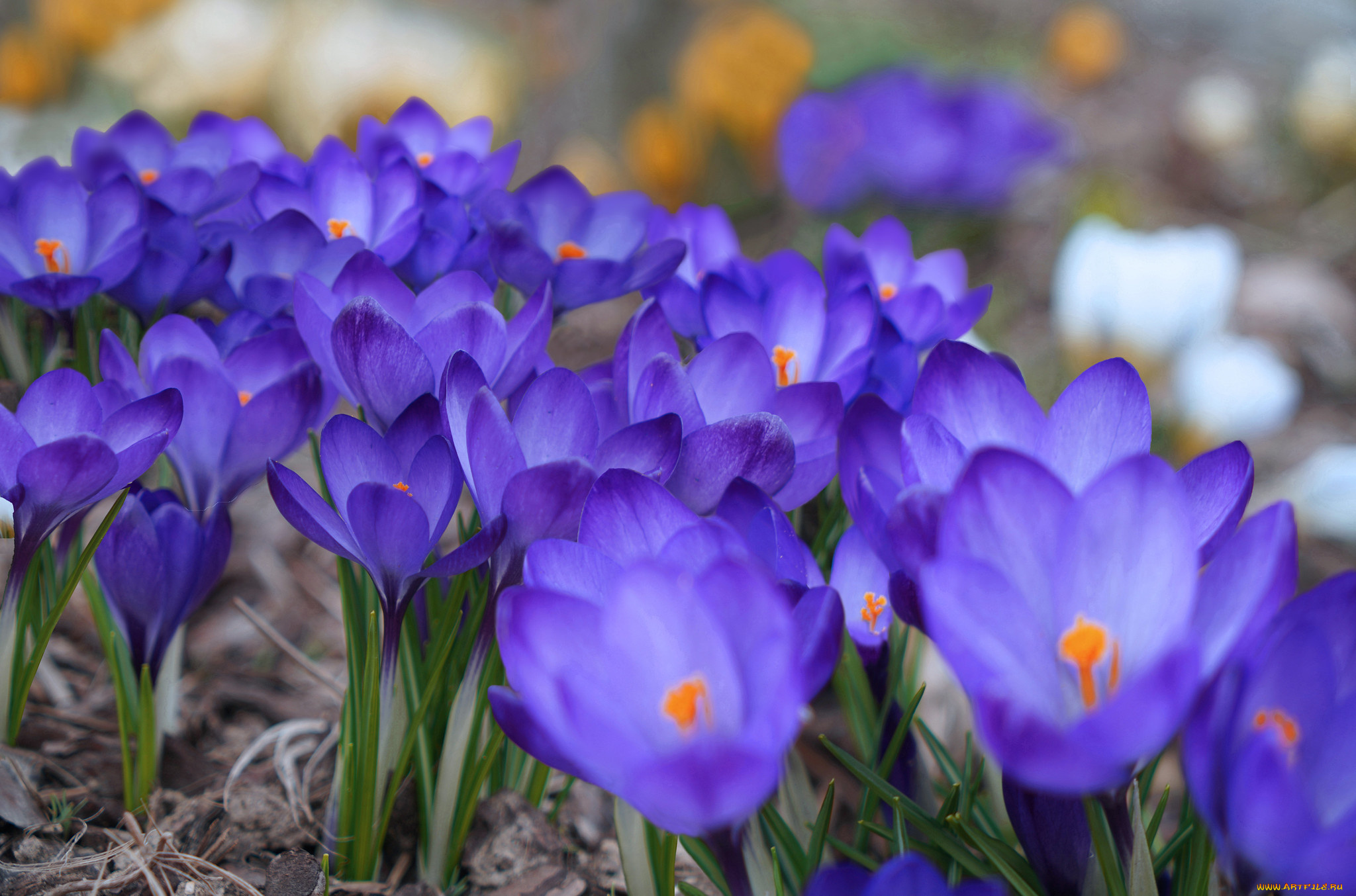 цветы, крокусы, синий, весна