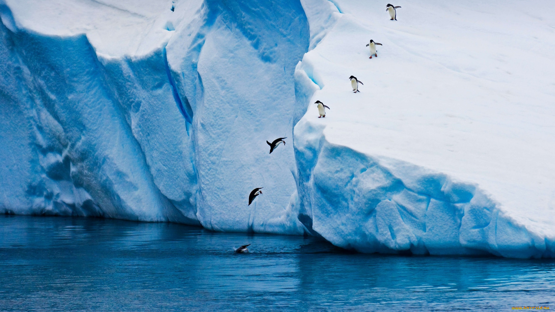 животные, пингвины, вода, прыжок, лед