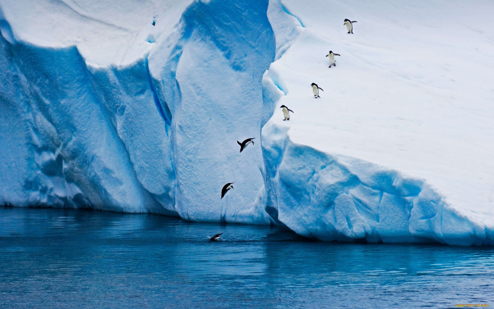 животные, пингвины, вода, прыжок, лед