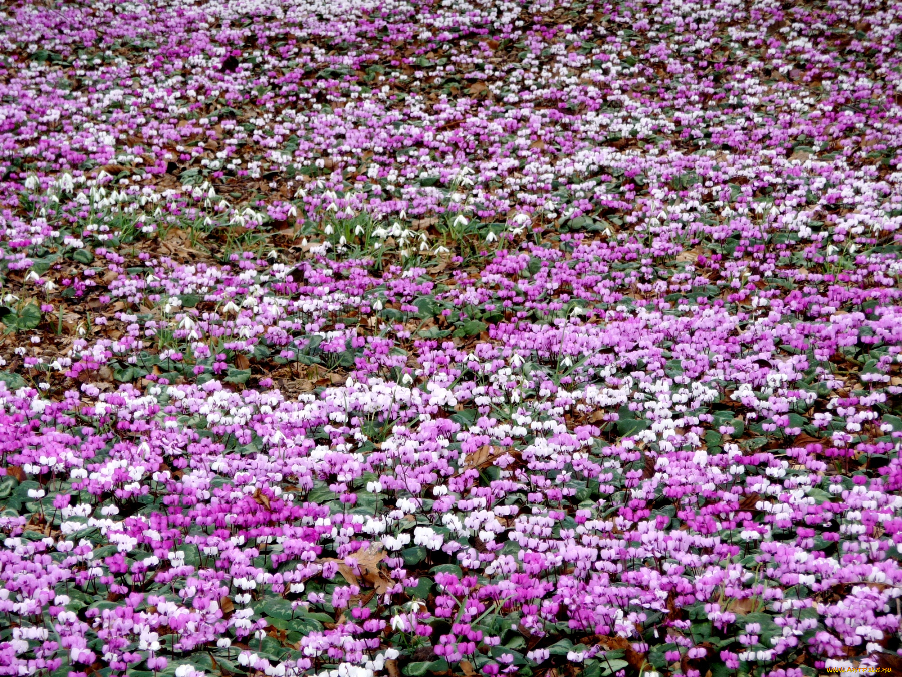 цветы, цикламены, много, розовый, поляна