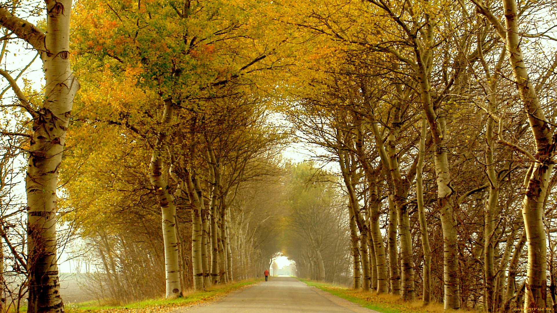 природа, дороги, осень, деревья, дорога