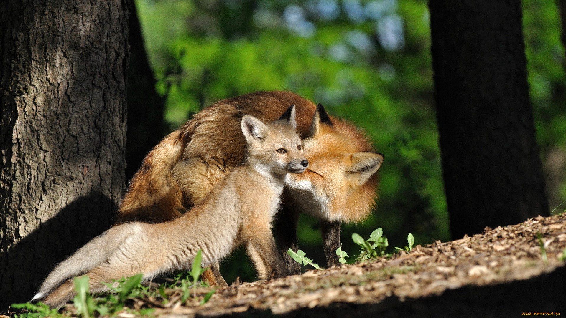 животные, лисы, лисёнок, материнство