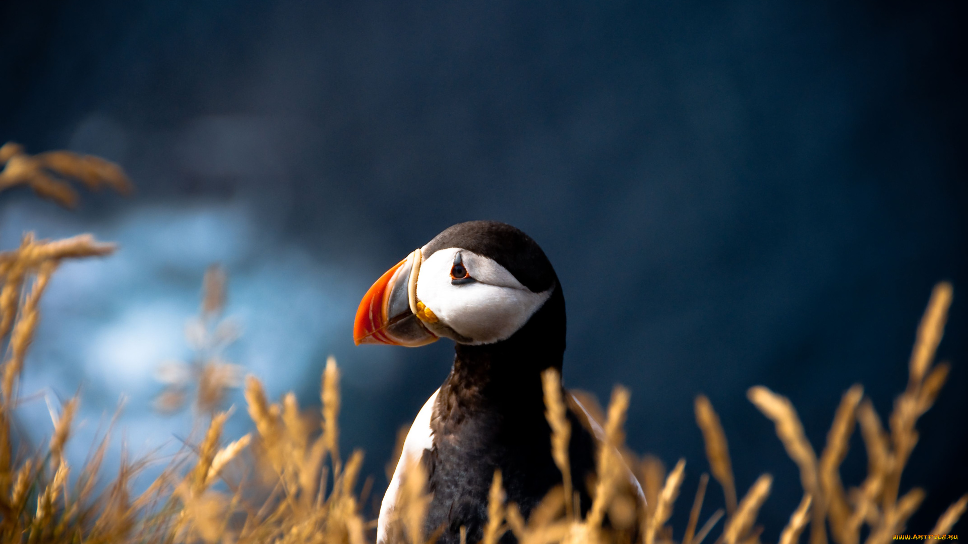 животные, тупики, атлантический, тупик, puffin