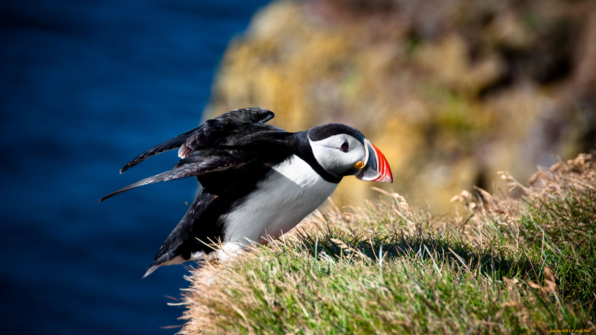 животные, тупики, puffin, атлантический, тупик