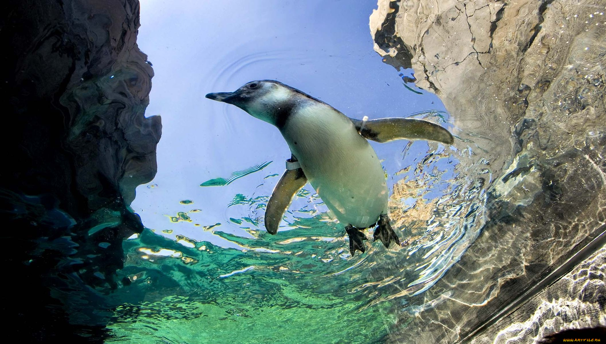животные, пингвины, вода