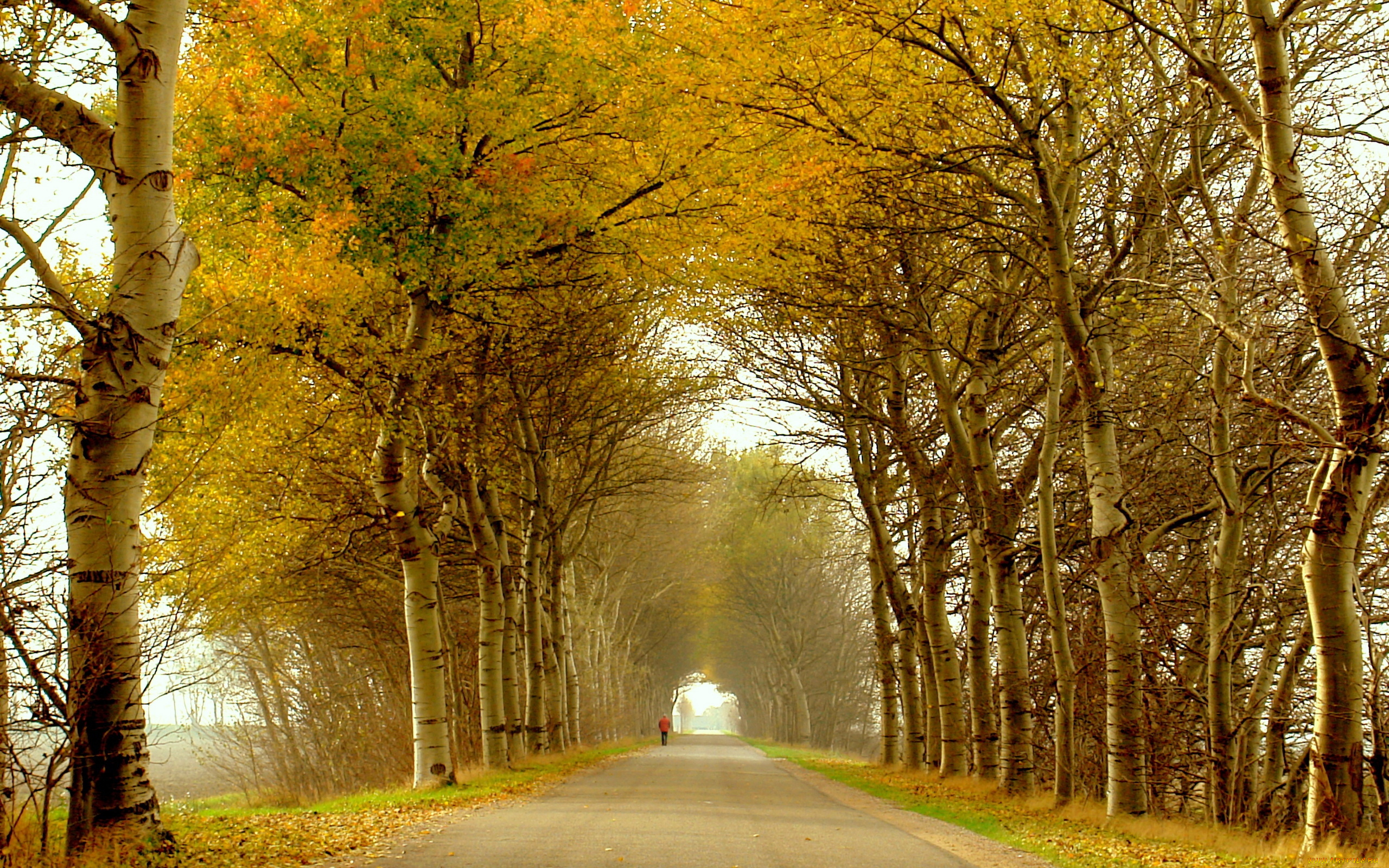 природа, дороги, осень, деревья, дорога