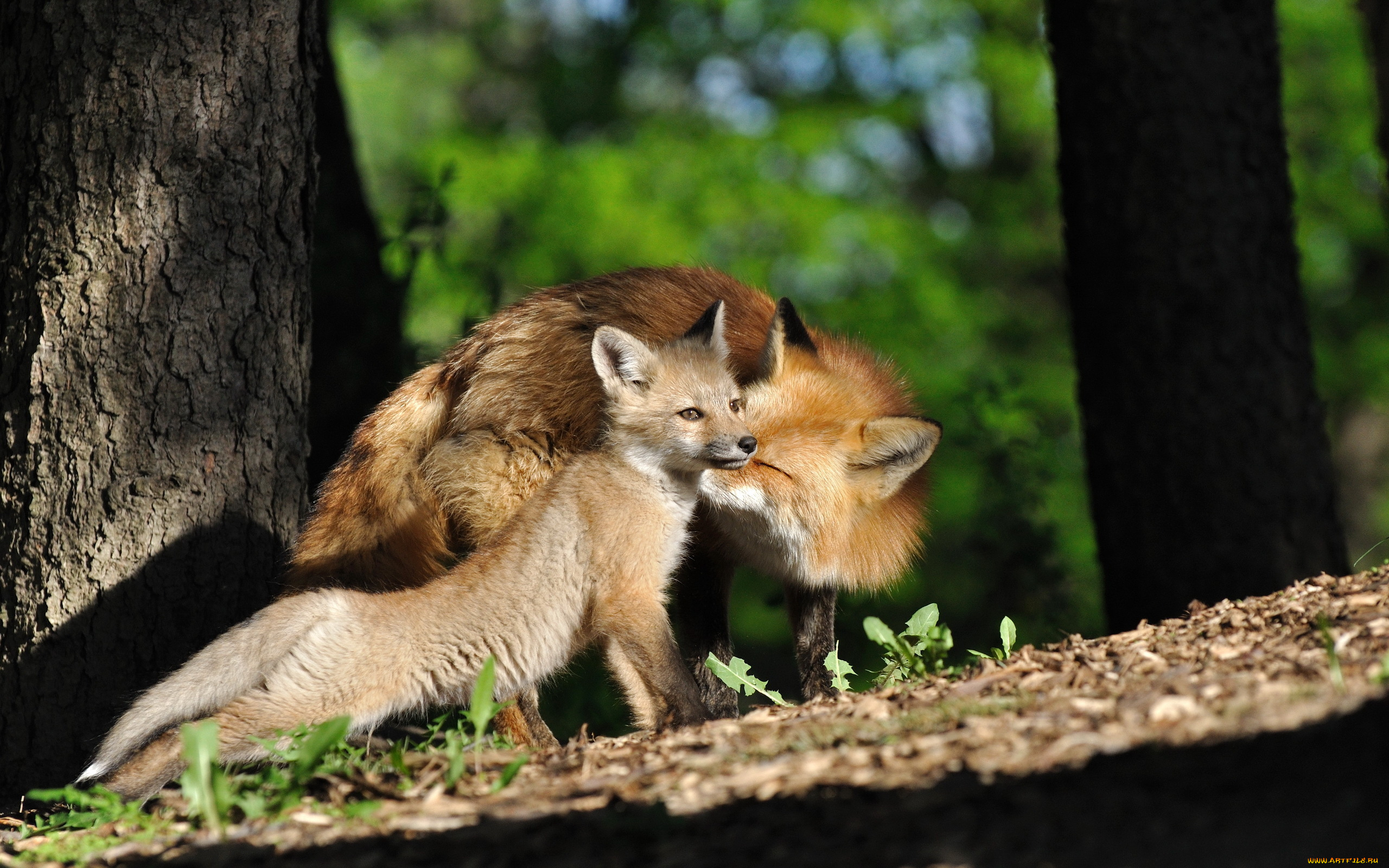 животные, лисы, лисёнок, материнство