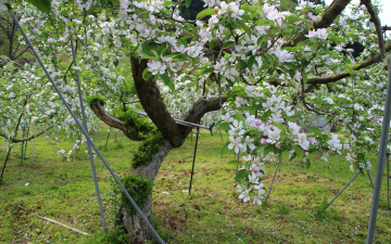 Картинка цветы цветущие деревья кустарники весна яблоня