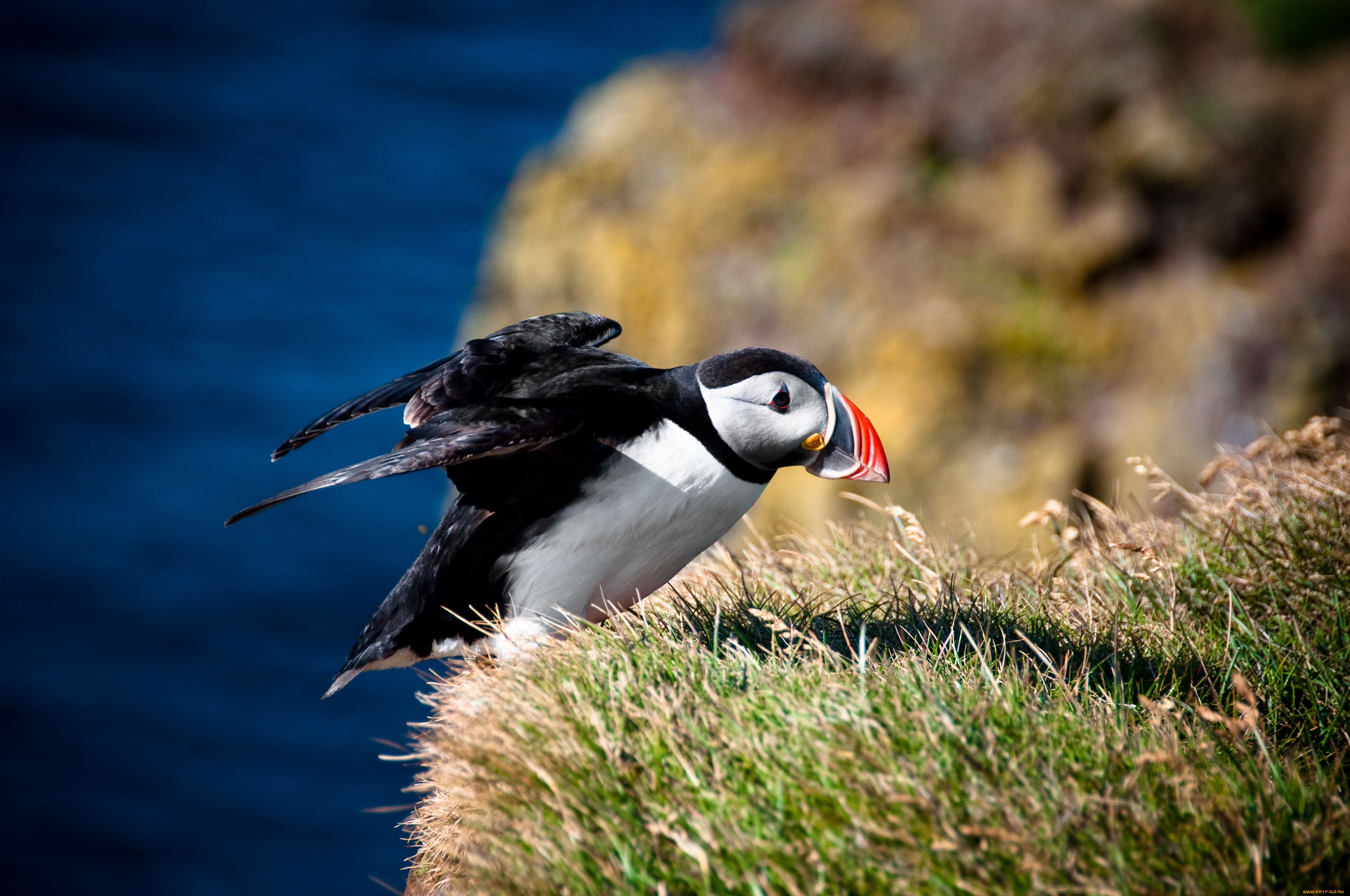 животные, тупики, puffin, атлантический, тупик