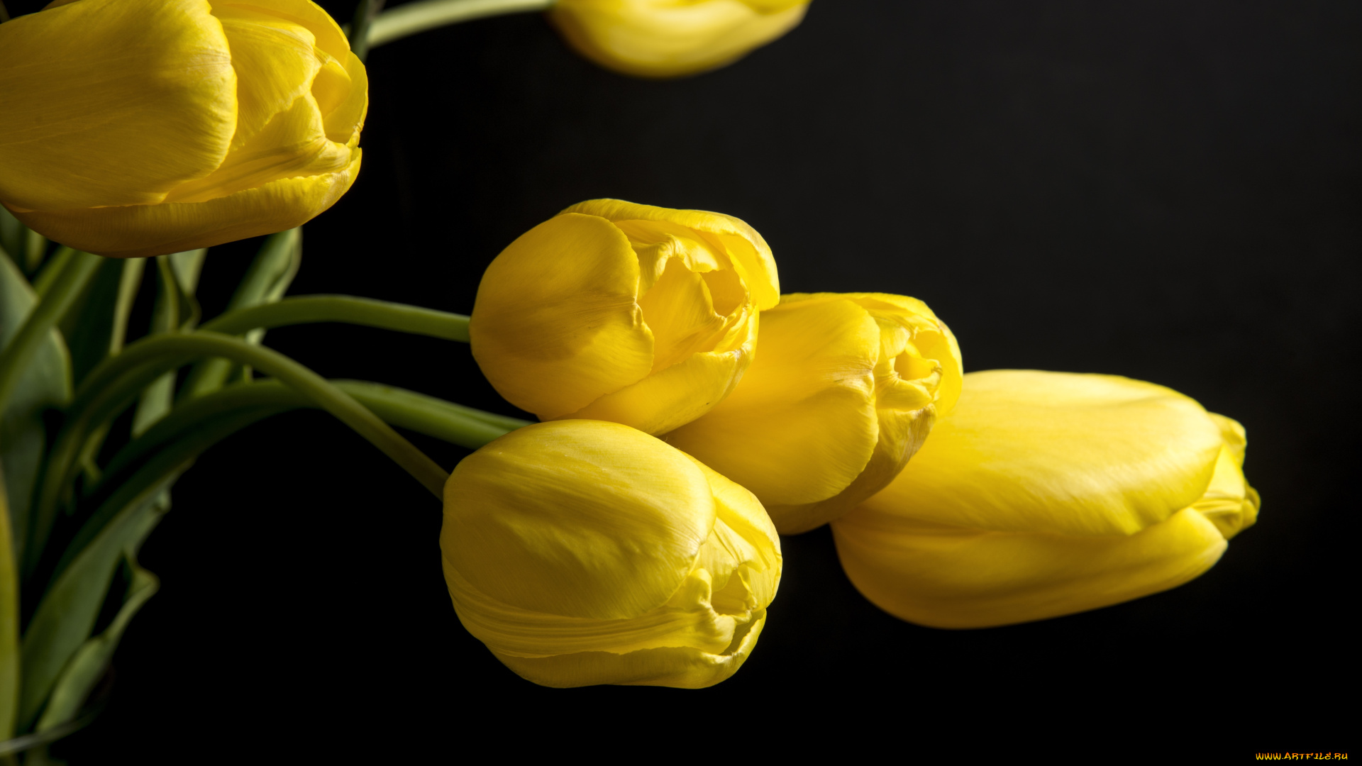 цветы, тюльпаны, бутоны, желтый