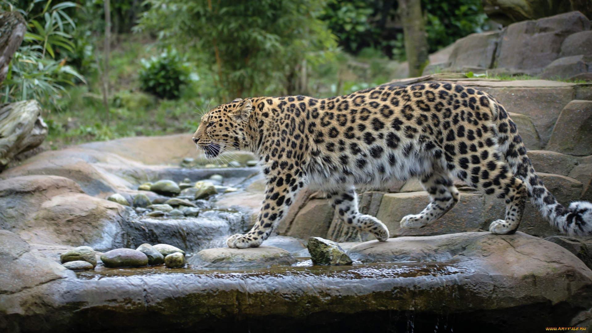 животные, леопарды, кошка, вода, амурский, леопард