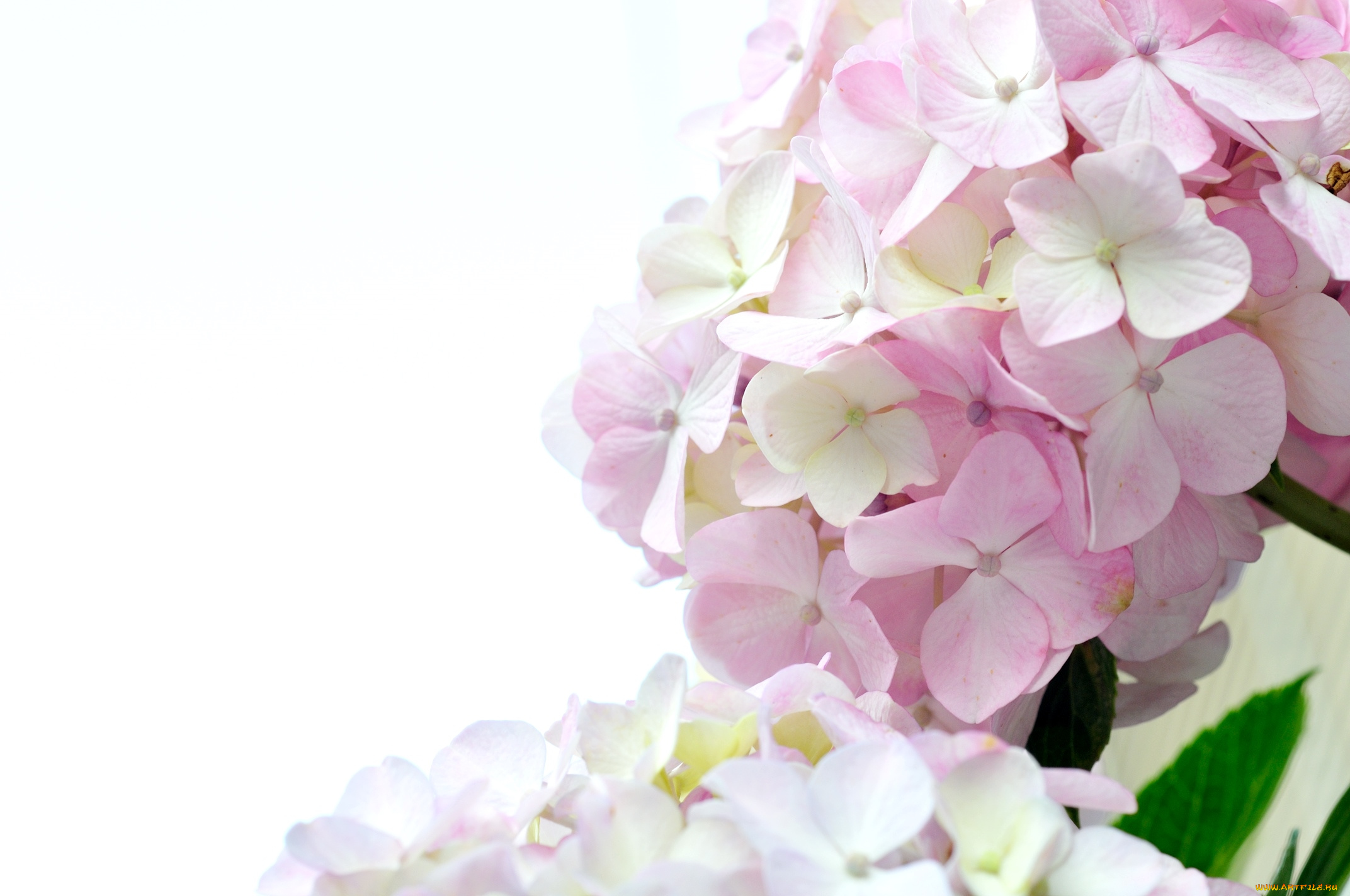 цветы, гортензия, бледно-розовый
