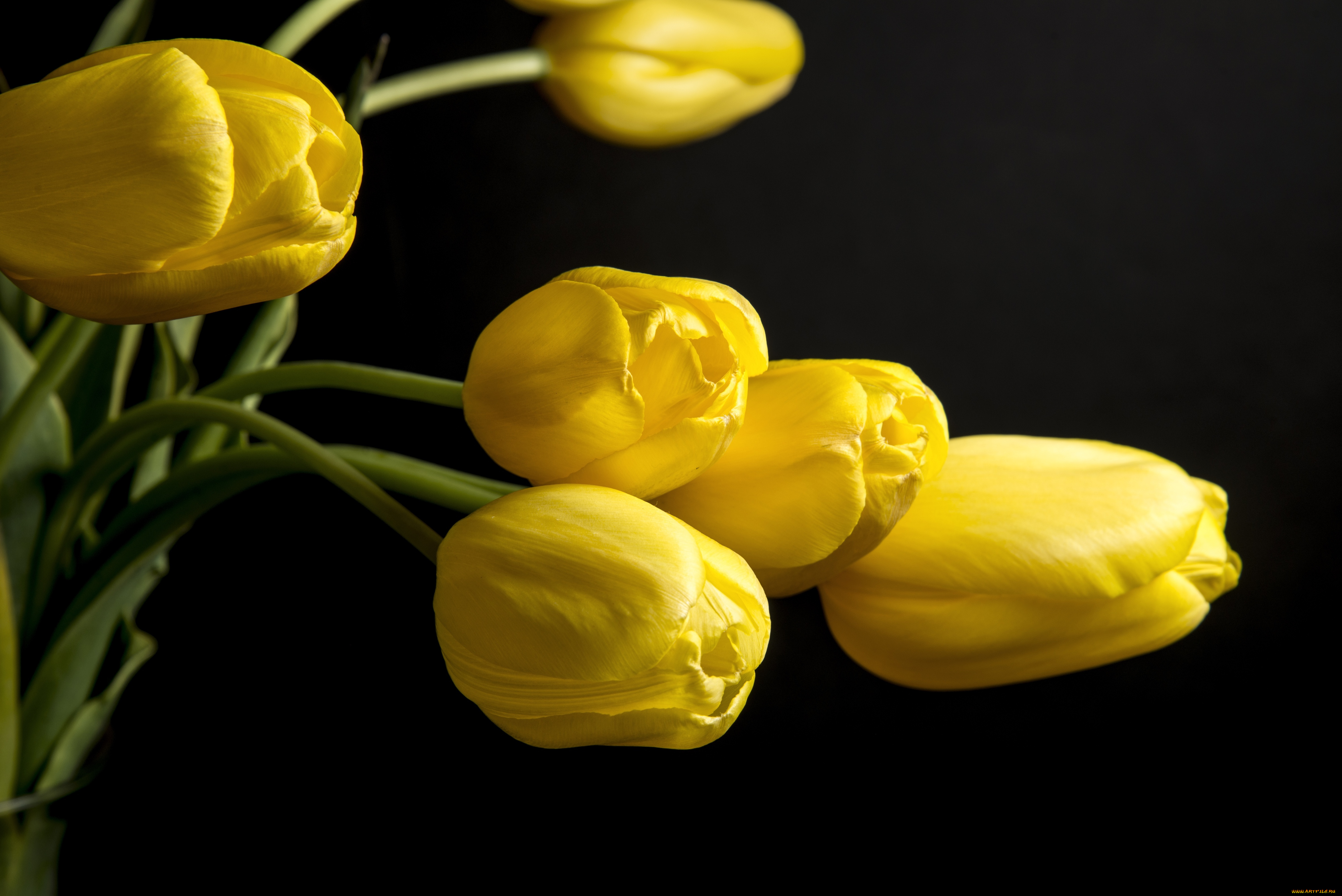 цветы, тюльпаны, бутоны, желтый