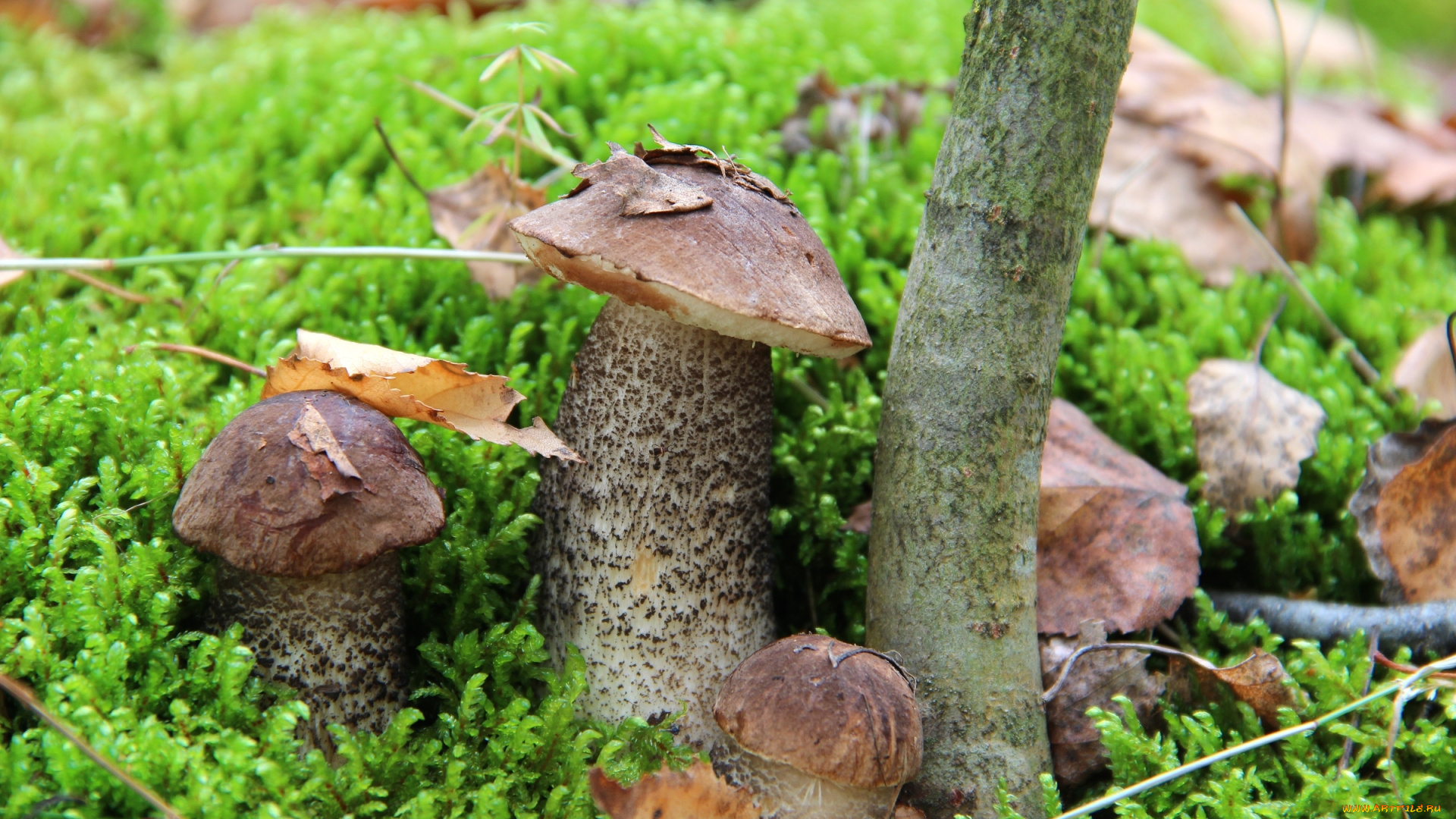 природа, грибы, мох, подберёзовик