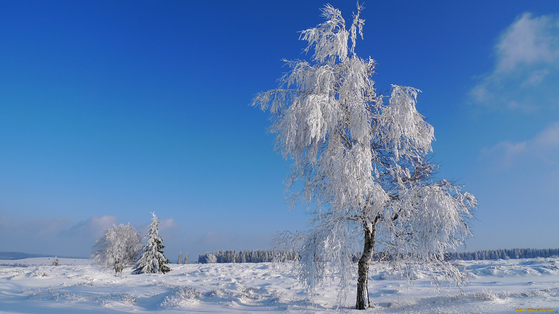 природа, зима, иней, дерево, снег, поле, небо