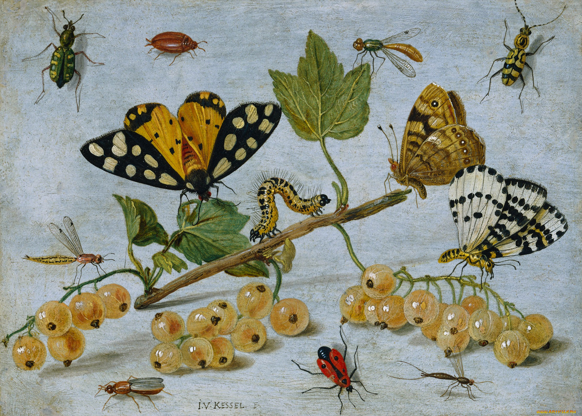 рисованное, животные, , насекомые, картина, смородина, натюрморт, гусеница, масло, бабочка, ягоды