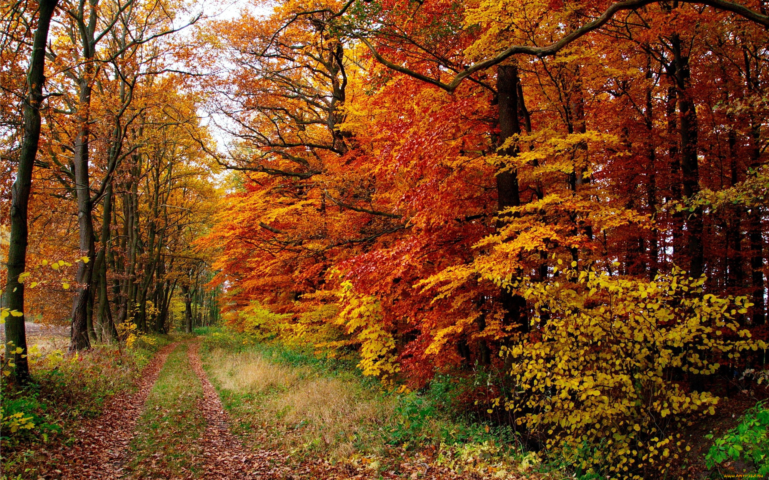 природа, лес, осень, листопад, листья, деревья, тропинка