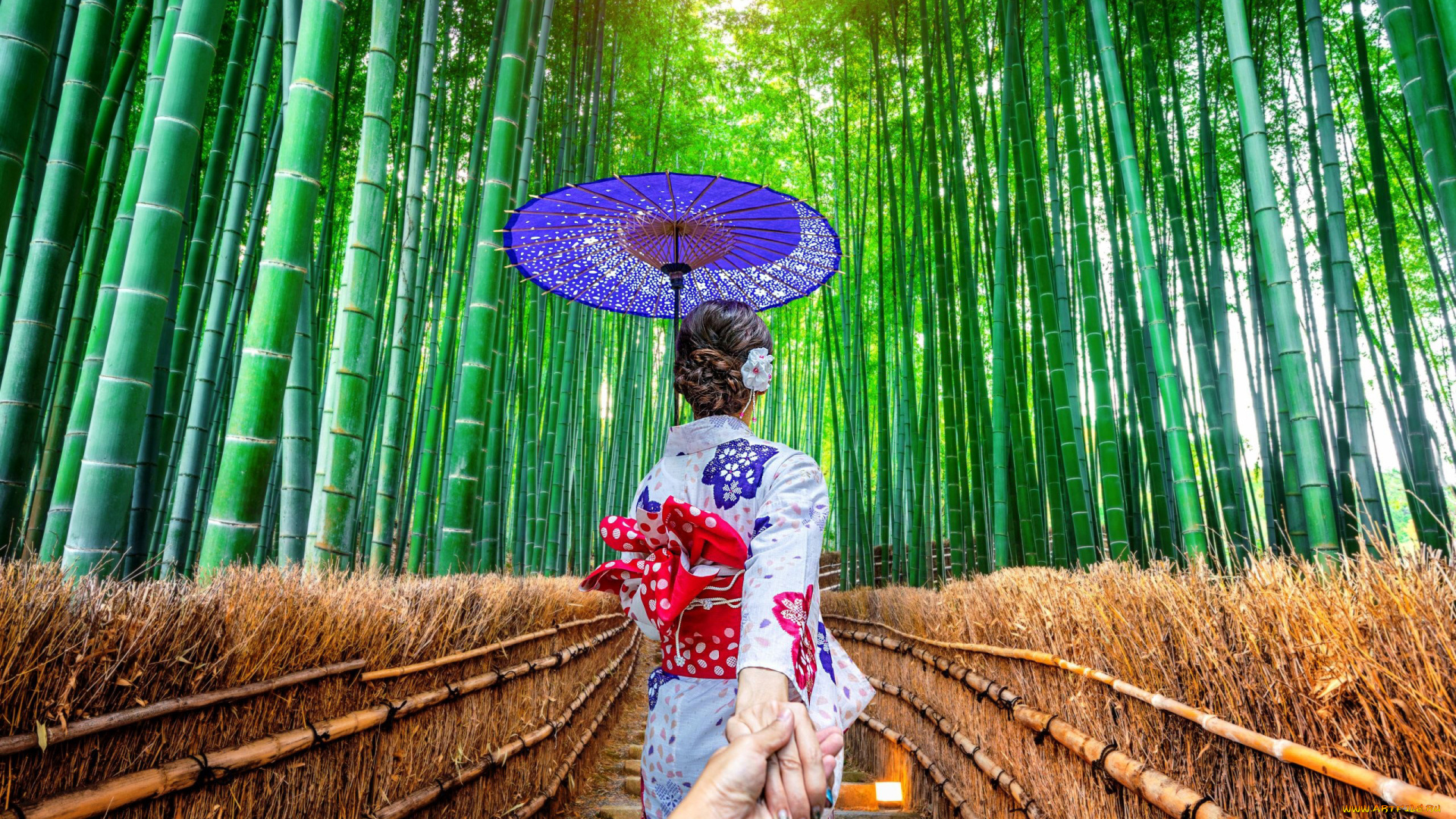 девушки, -, азиатки, бамбуковый, лес, зонтик, кимоно