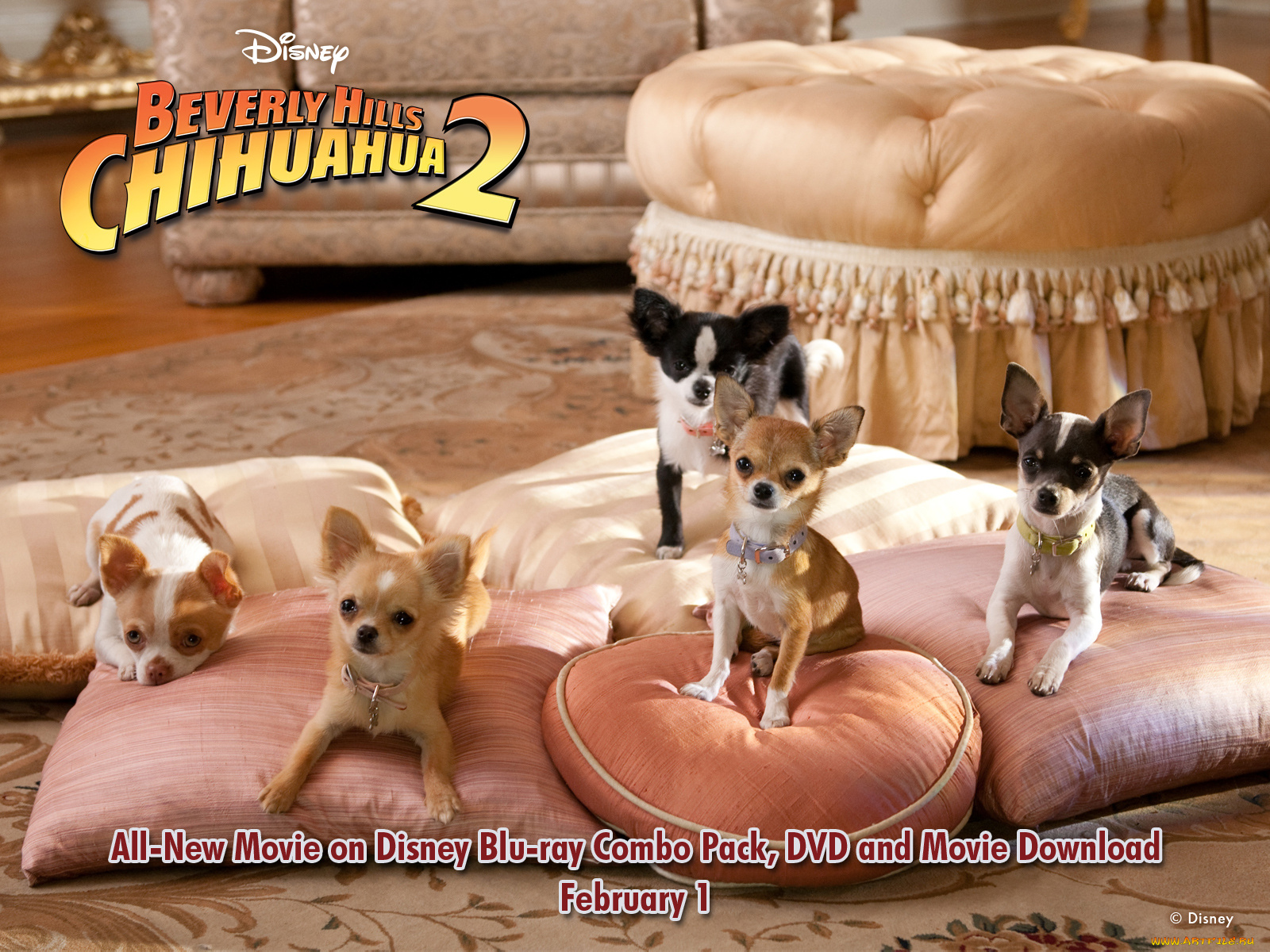 beverly, hills, chihuahua, кино, фильмы