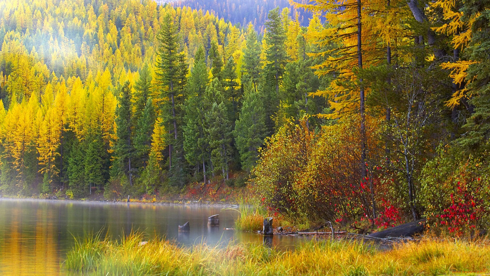 autumn, paradise, природа, лес, желтая, осень, озеро, листва