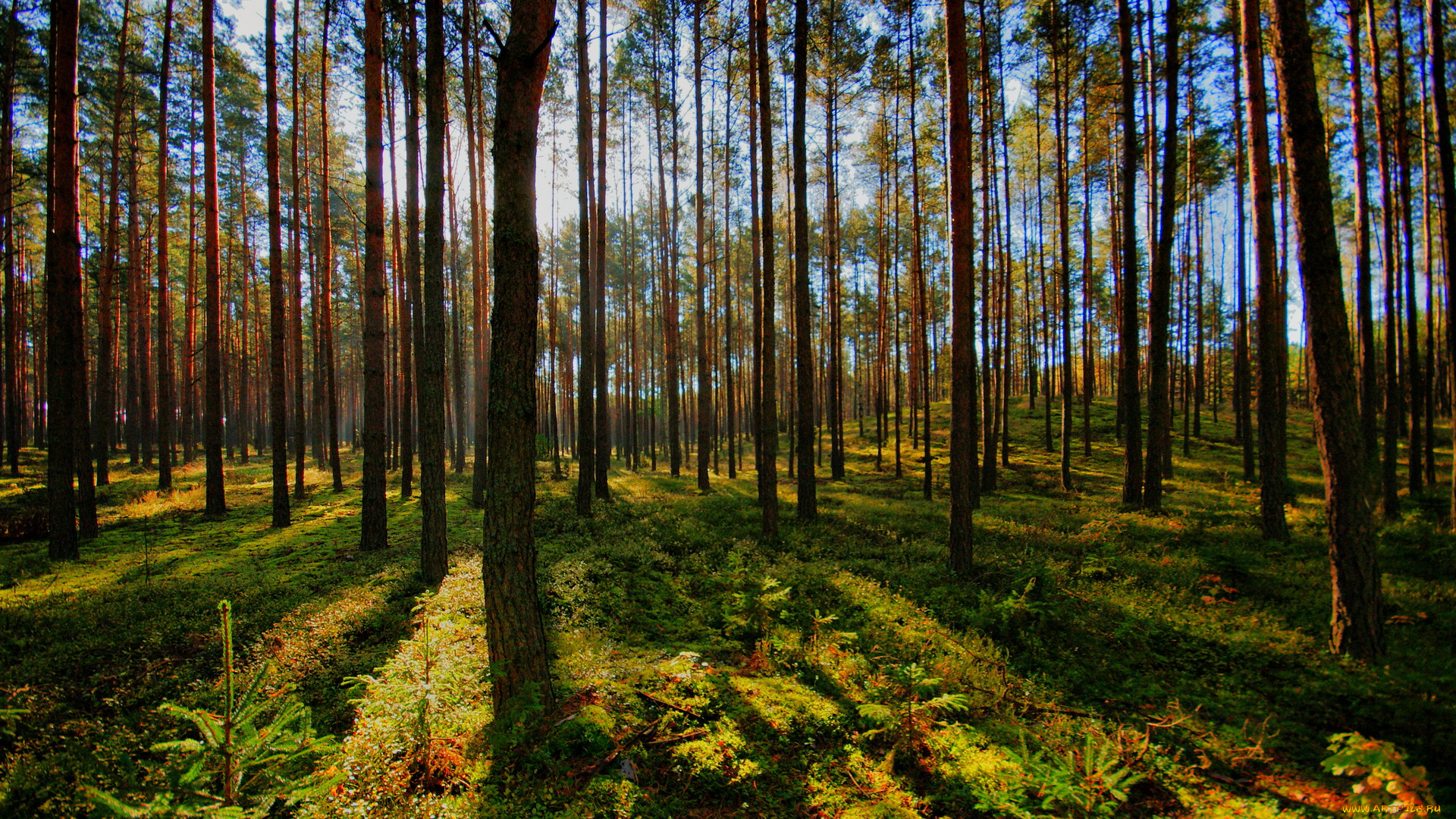 польша, jednorozec, природа, лес, трава, деревья