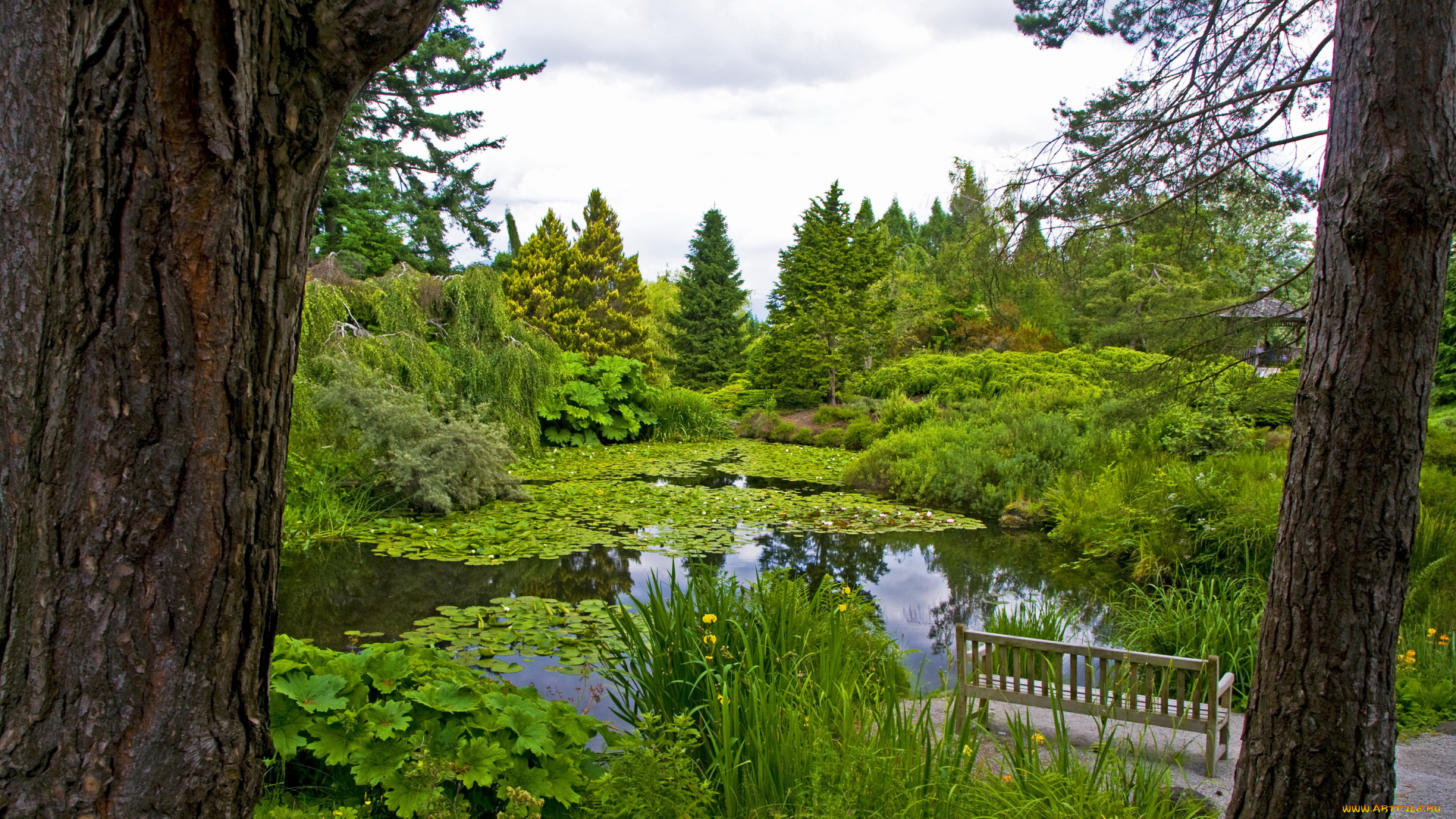 природа, парк, канада, vancouver, vandusen, botanical