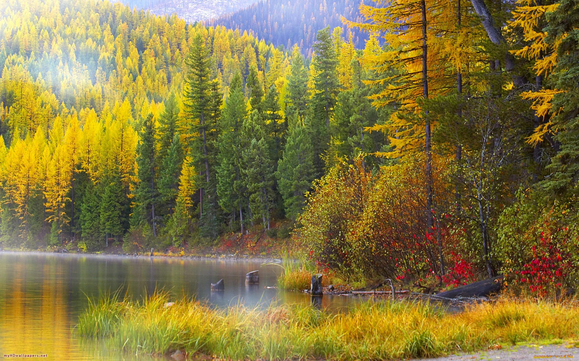 autumn, paradise, природа, лес, желтая, осень, озеро, листва