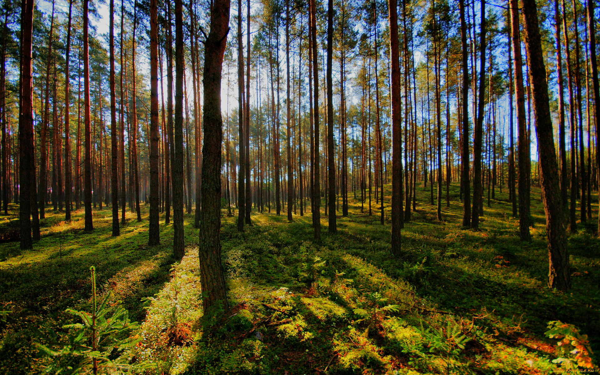 польша, jednorozec, природа, лес, трава, деревья