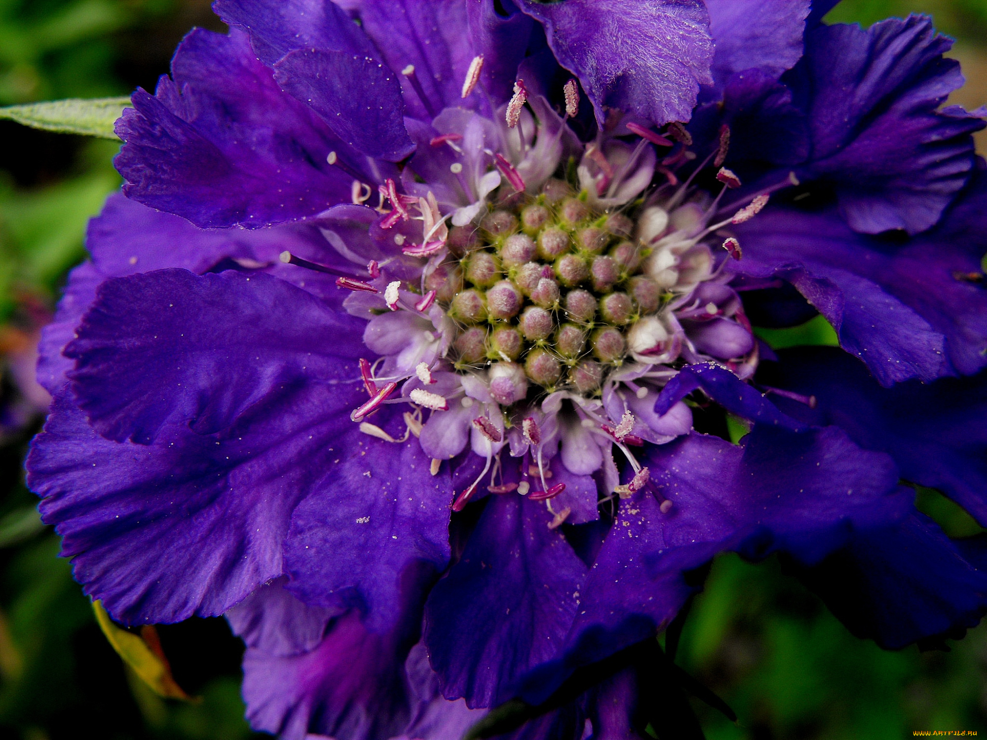 цветы, скабиоза, фиолетовый, макро