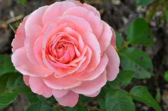 Картинка цветы розы розовый круглый лепестки