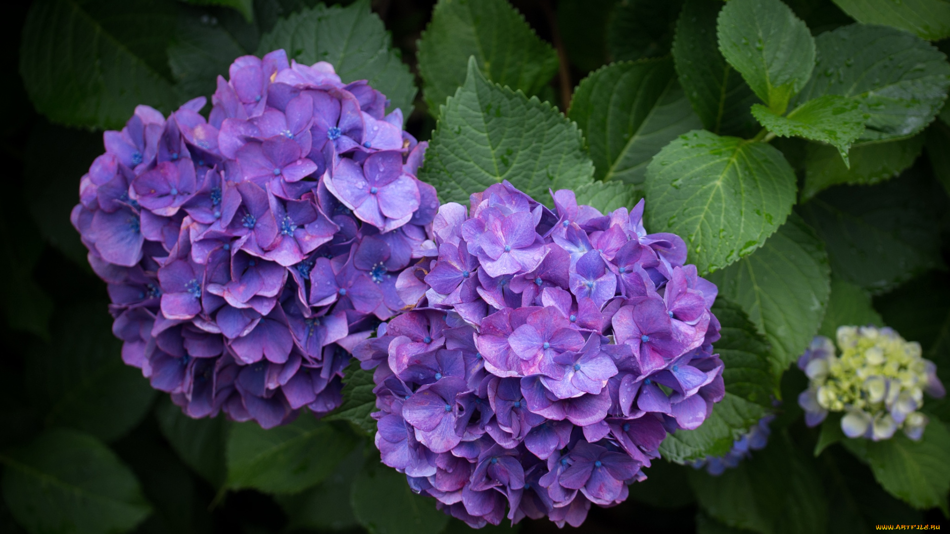 цветы, гортензия, фиолетовый