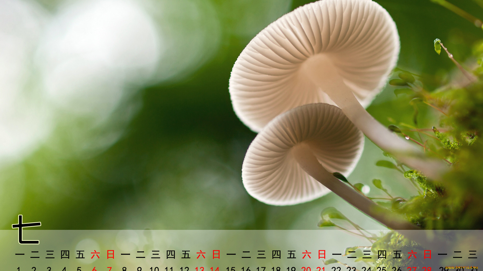 календари, природа, грибы