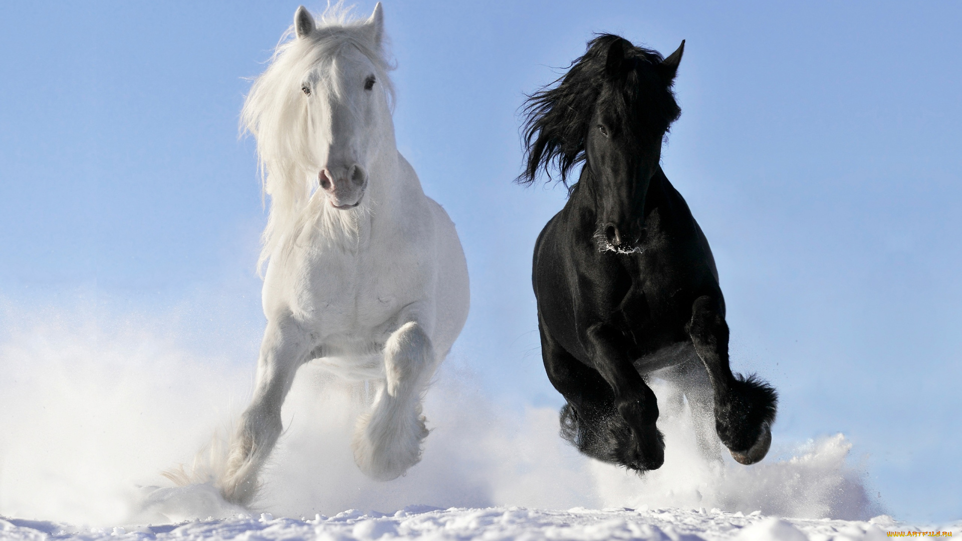 животные, лошади, белый, вороной, галоп, снег