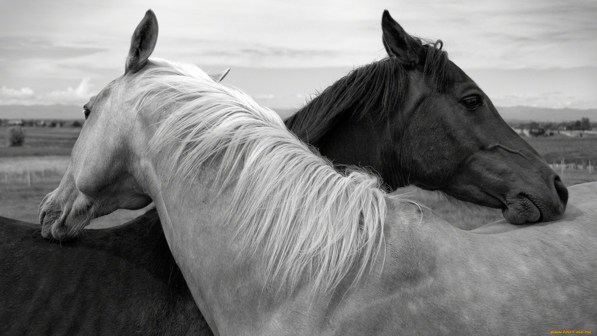 животные, лошади, черно-белое, нежность, дружба