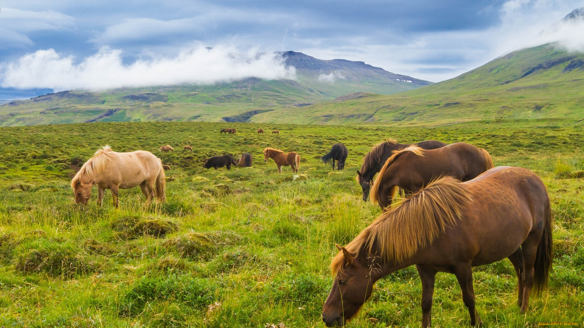 животные, лошади, луг, исландия, исландские, горы