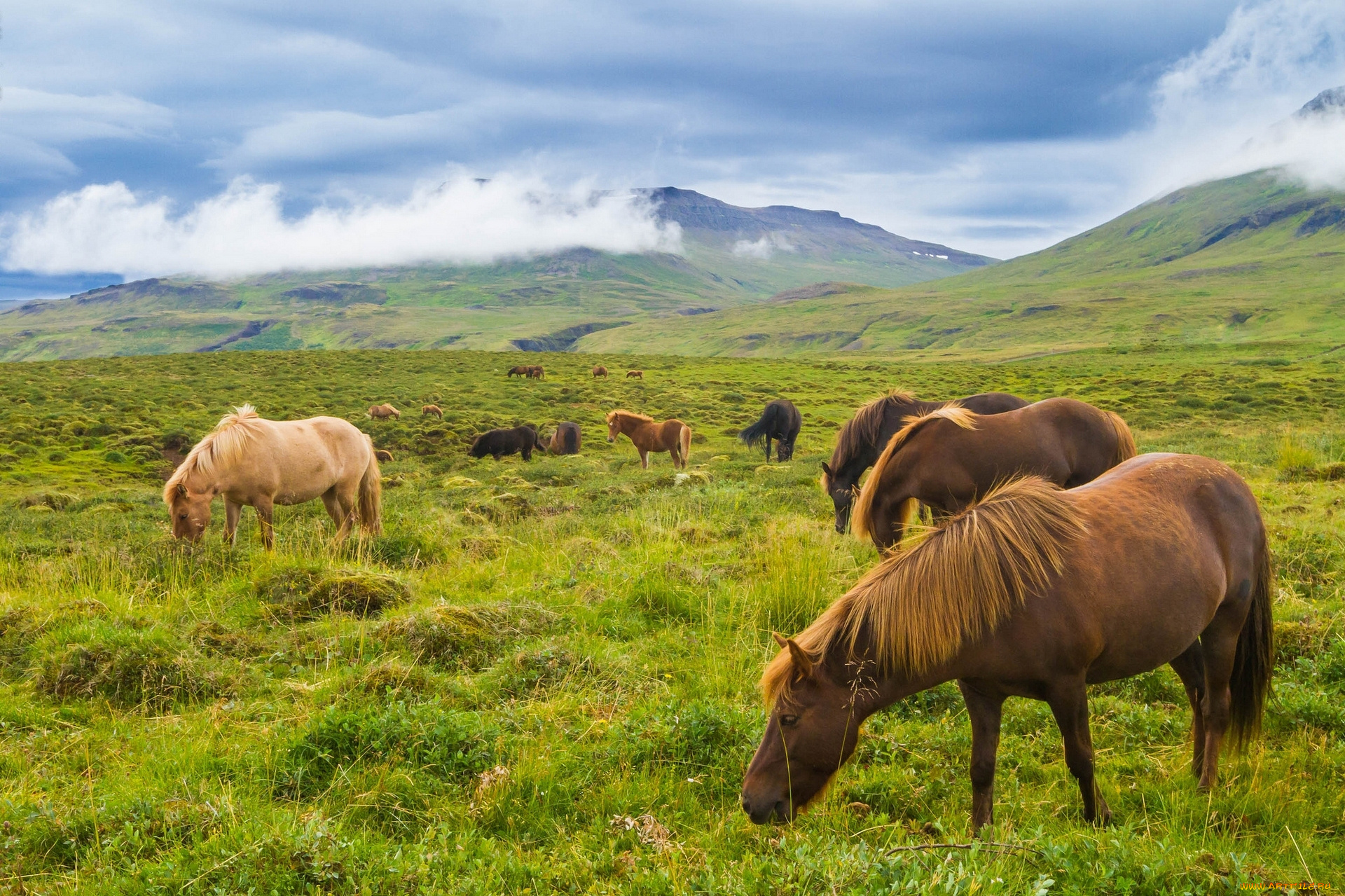 животные, лошади, луг, исландия, исландские, горы