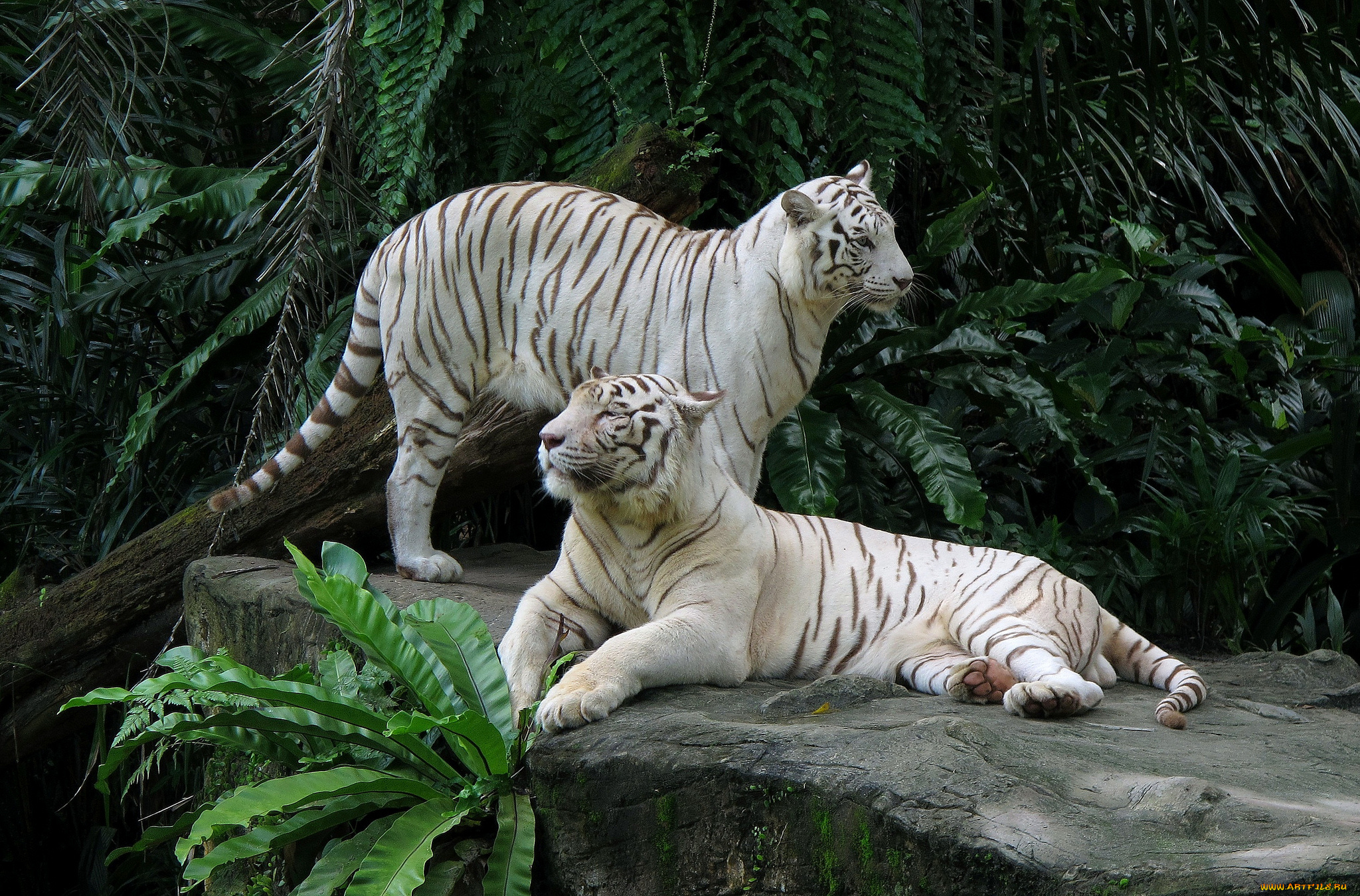 животные, тигры, белые, парочка, камень